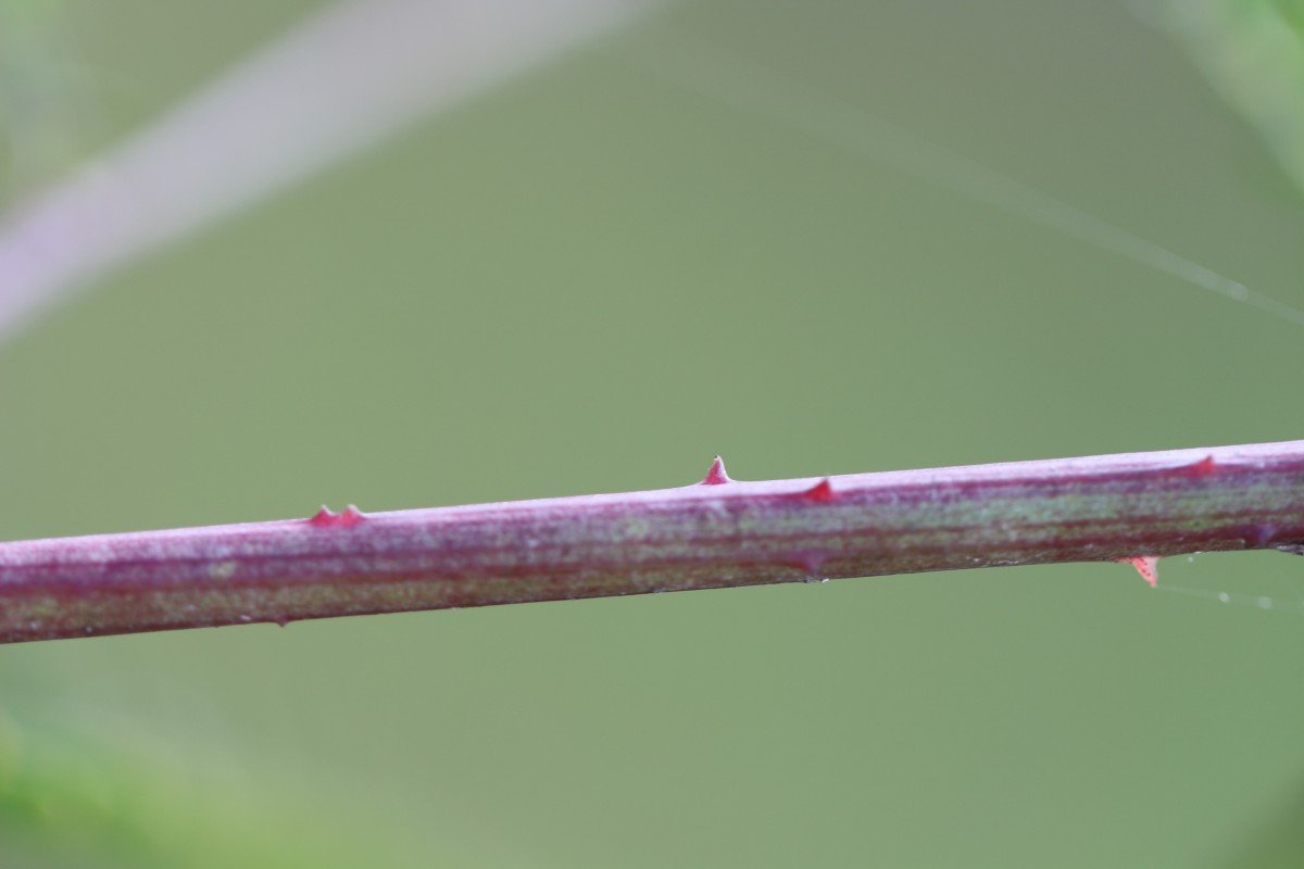 Sesbania bispinosa (Jacq.) W.Wight (Schreb.) Pers.